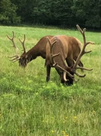 Elkと呼ばれる大型の鹿（近隣の森で撮影）